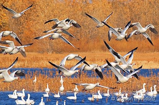 Snow Geese Fly-Out_72606.jpg - Snow Geese (Chen caerulescens) in flight Photographed in the Bosque del Apache National Wildlife Refuge near San Antonio, New Mexico, USA.